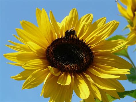 blumenbilder kostenlos ausdrucken